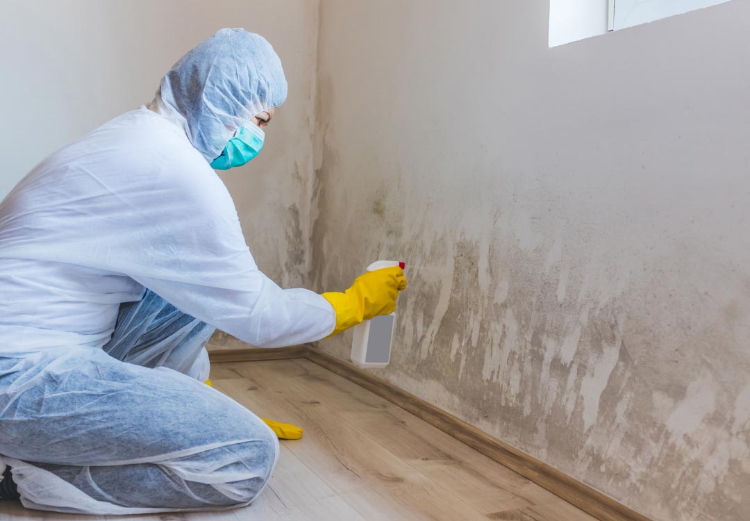 Mold Remediation Services